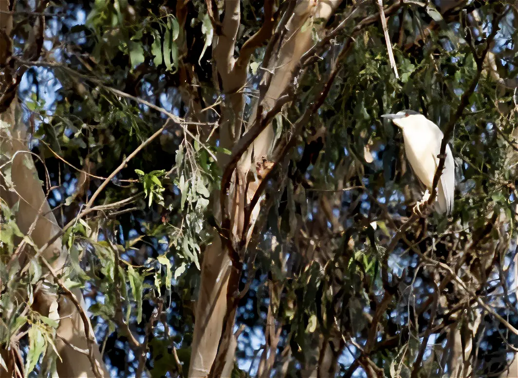 Black-crowned Night Heron in Eucalyptus grove