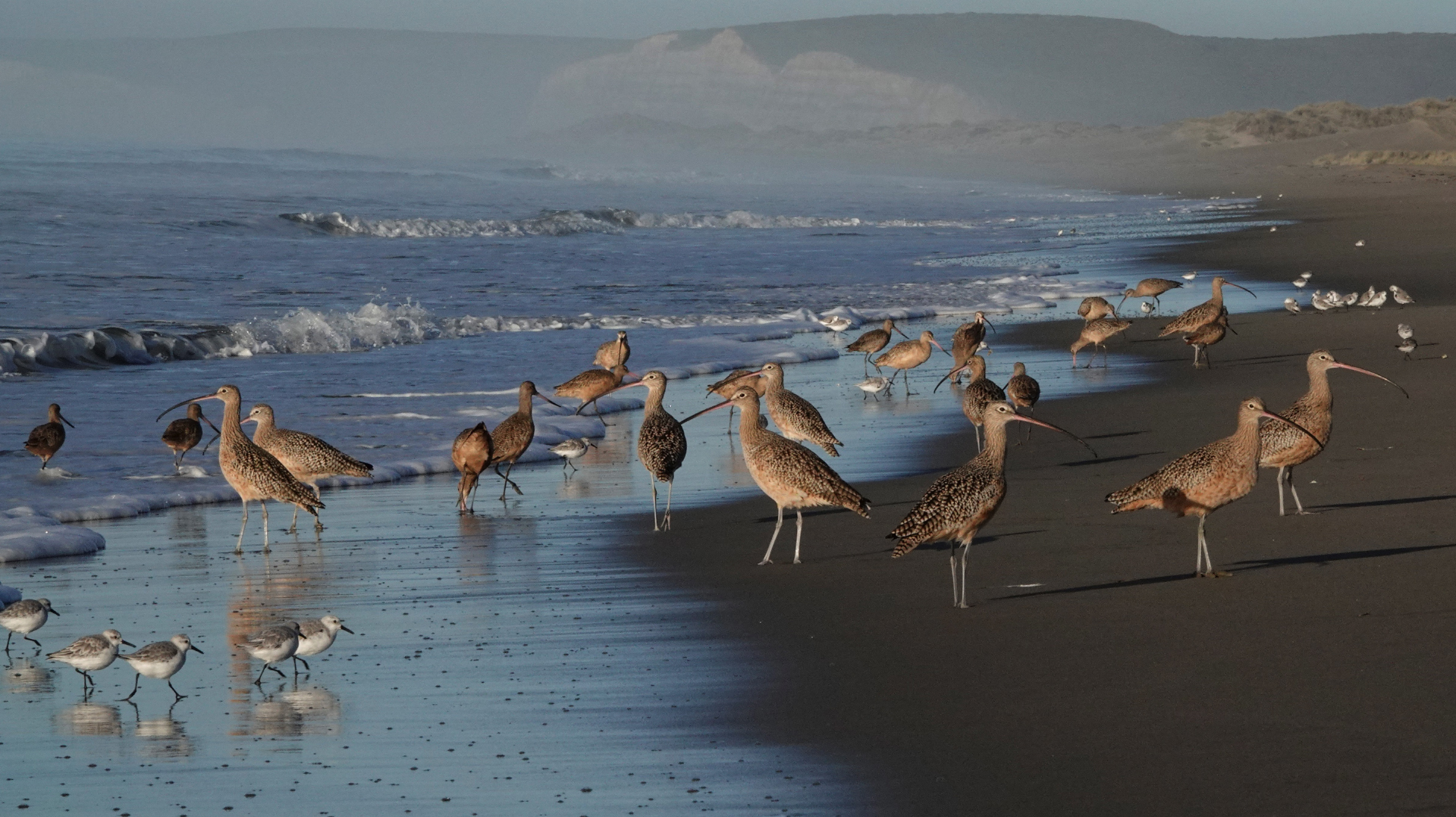 CS-header - shorebirds on Limantour Nils Warnock