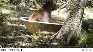 oso-bañera-lección