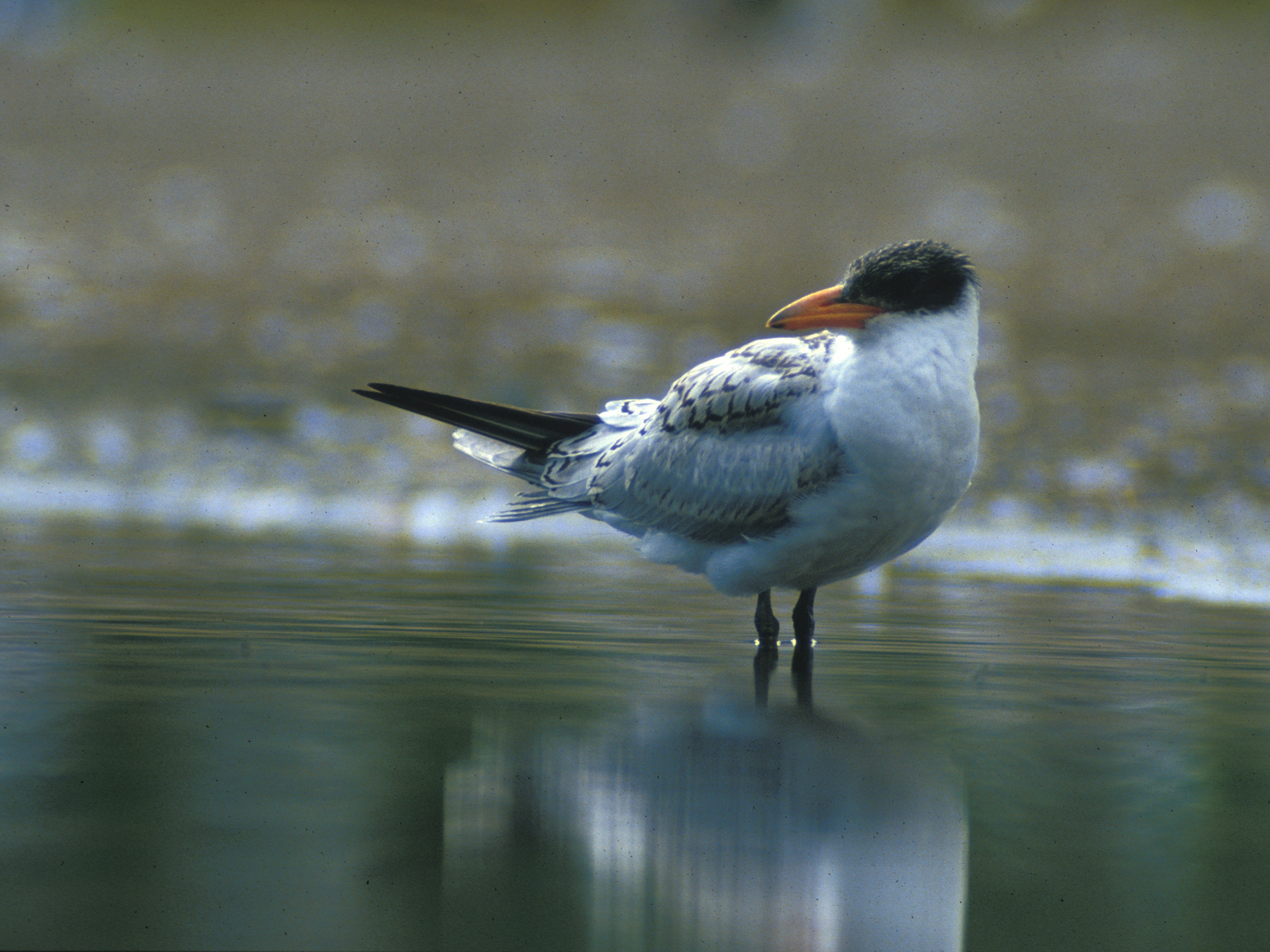 Caspian Tern - Hydroprogne caspia