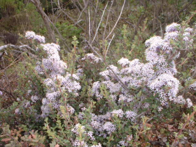 ceanothus_sonomensis