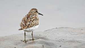 shorebird-lesson