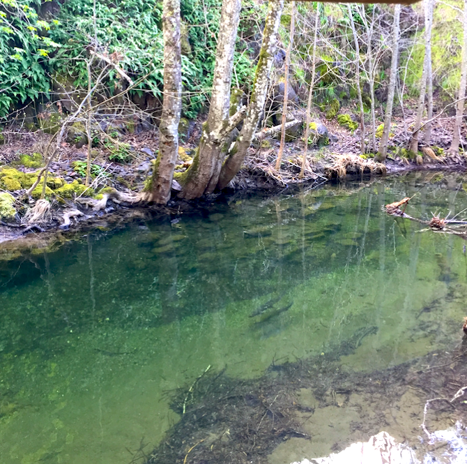 steelhead_in_mcdonnell_creek-march_2018