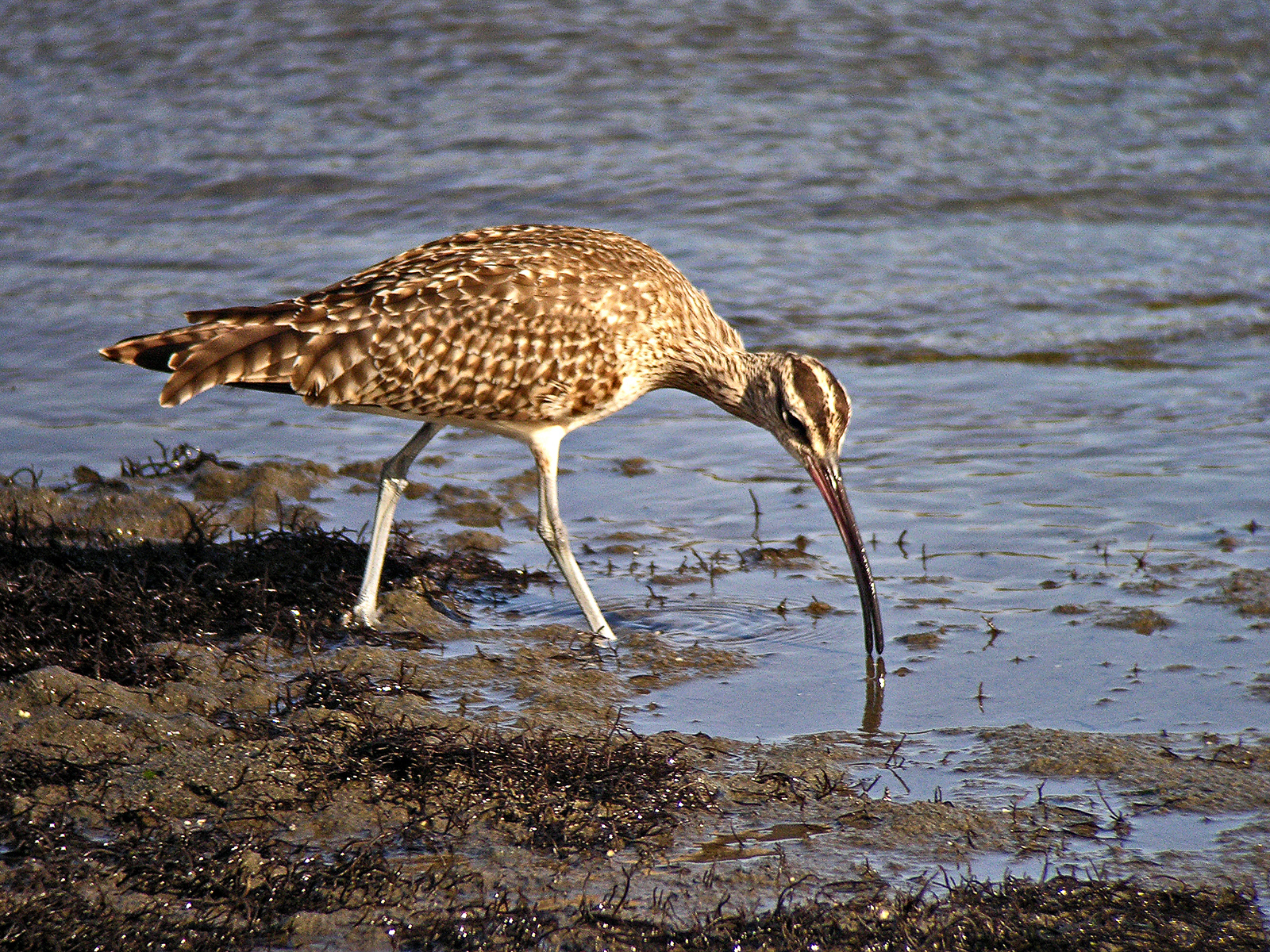 whimbrel_lb_1632_1600