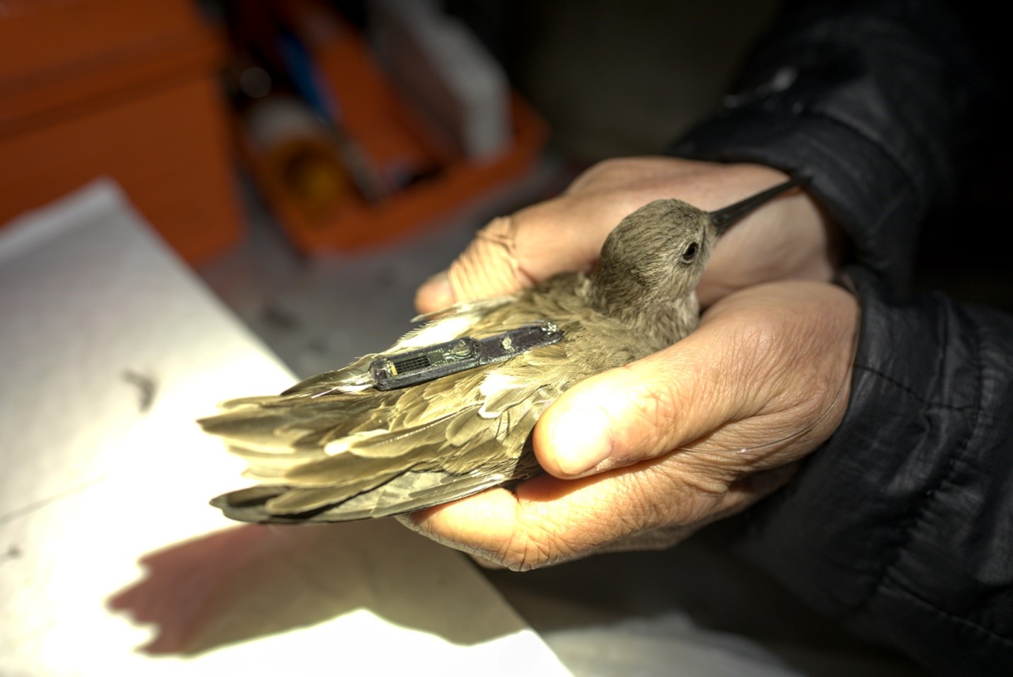 dunlin-tagging-photoDavidLumpkin