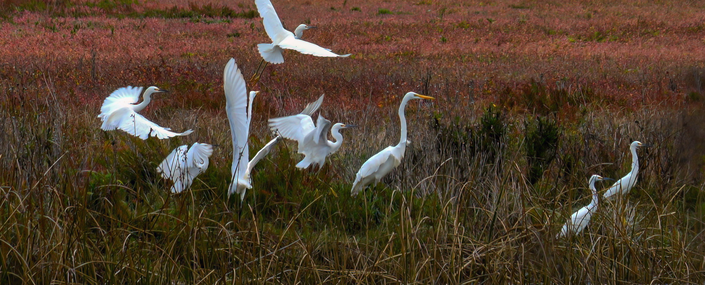 egrets by Carlo Poratta