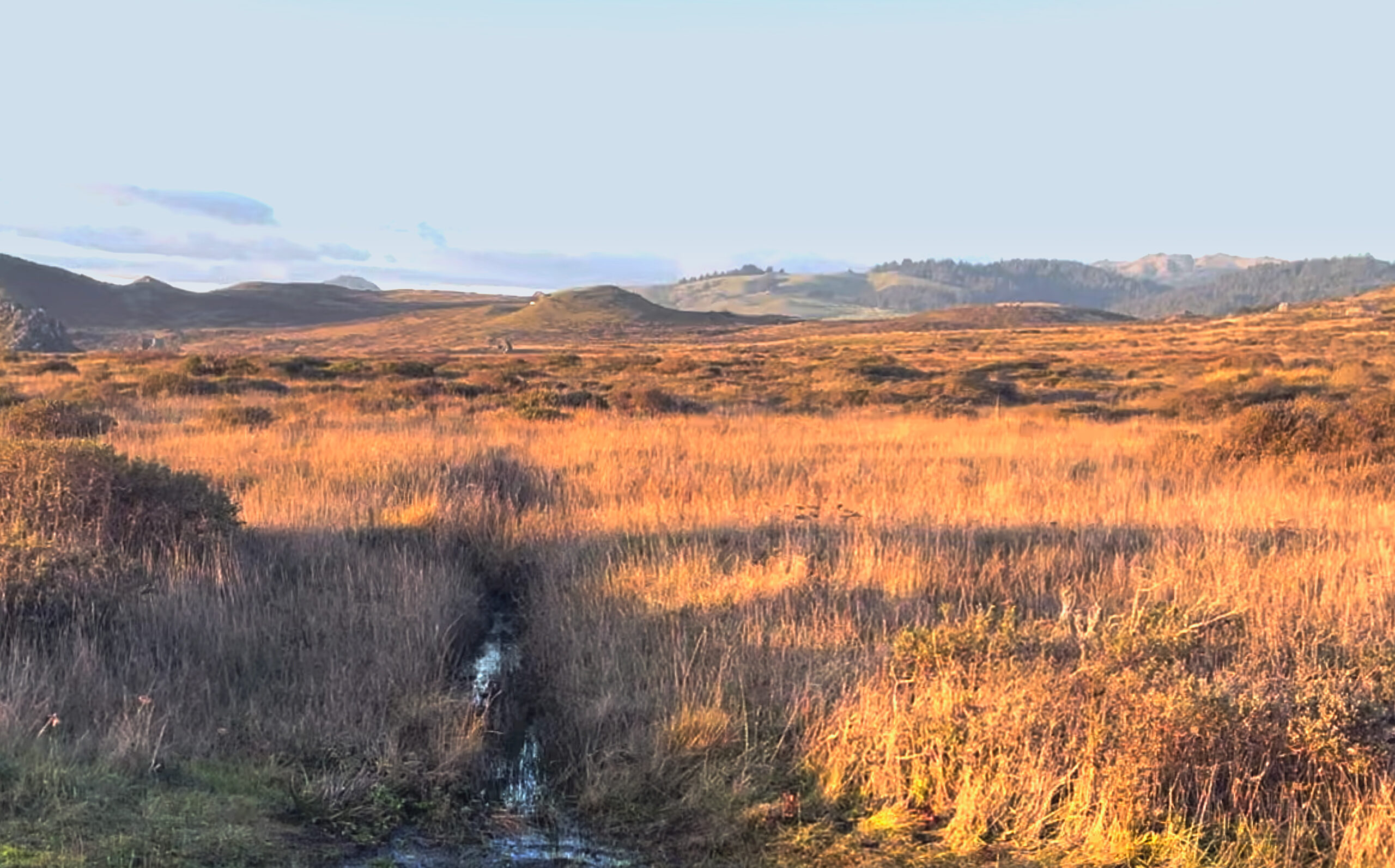 01_CoastalGrasslands_GoldenLightDeepRoots-HigherFi_Credit-ErikaLutz