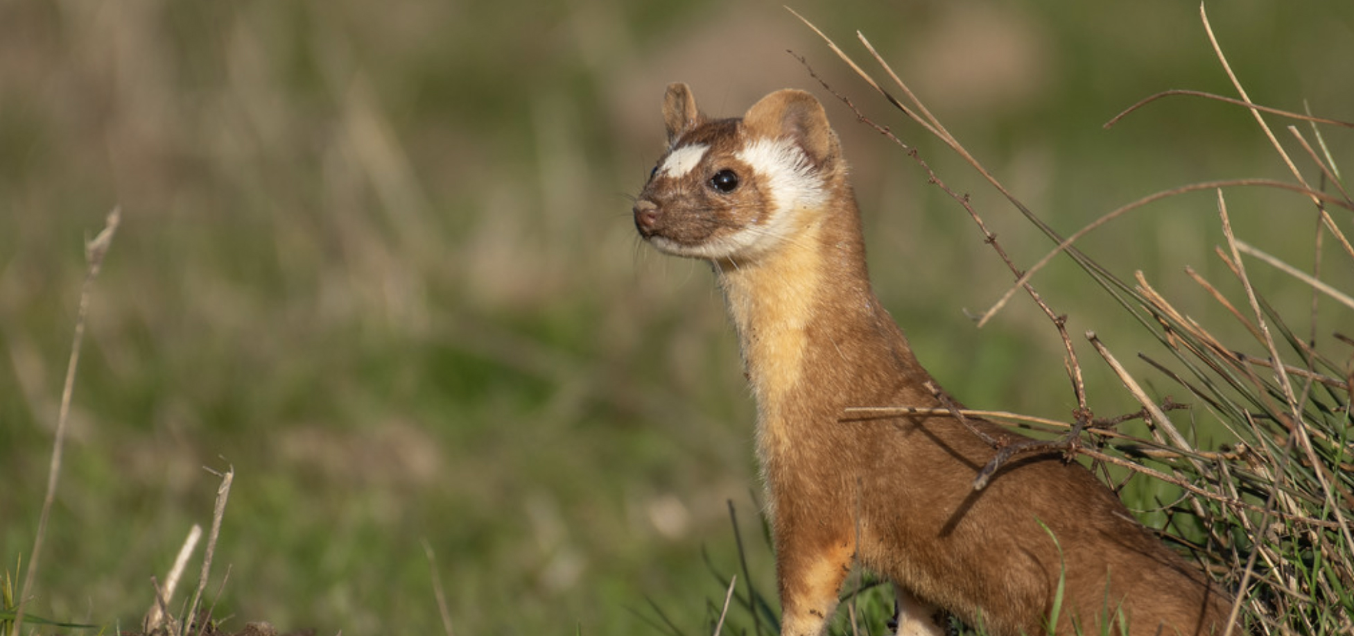 long-tailed weasel by Carlos Porrata