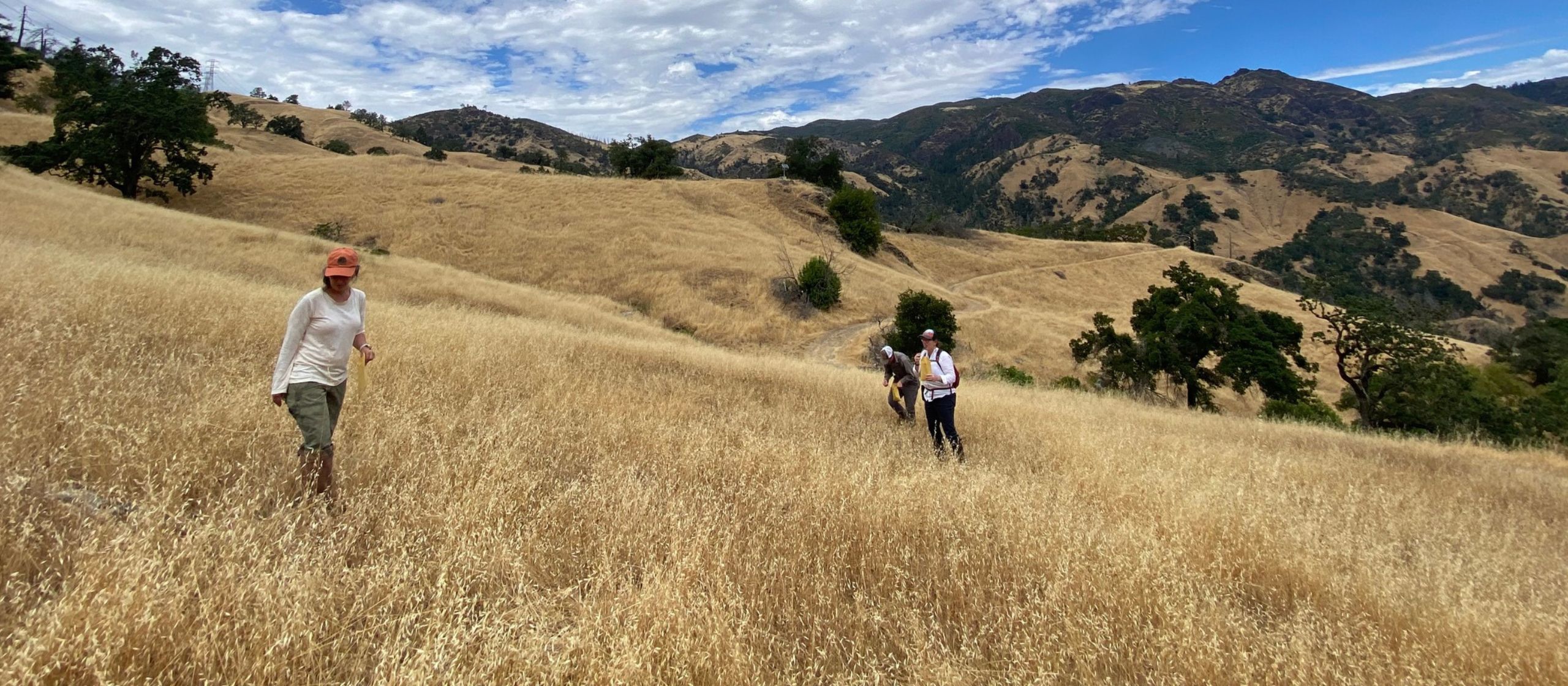 Gold in the grasslands-modini preserve