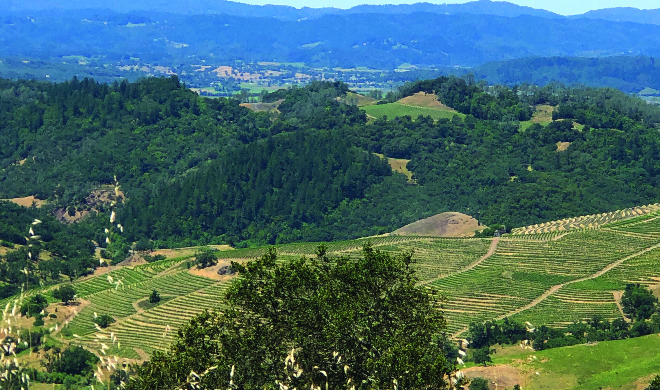 IMG_1359 - Modini view June 2019 Wendy Coycropped