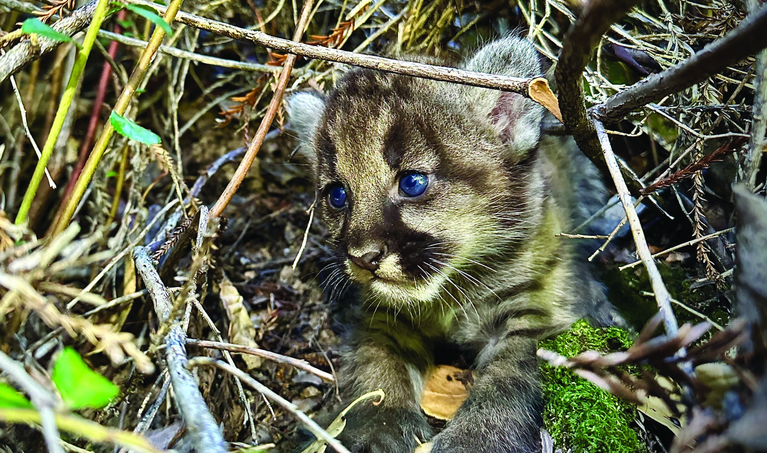 IMG_5627 p39s kitten - Aug 2024 pose 2 by Quinton Martins flipped for header