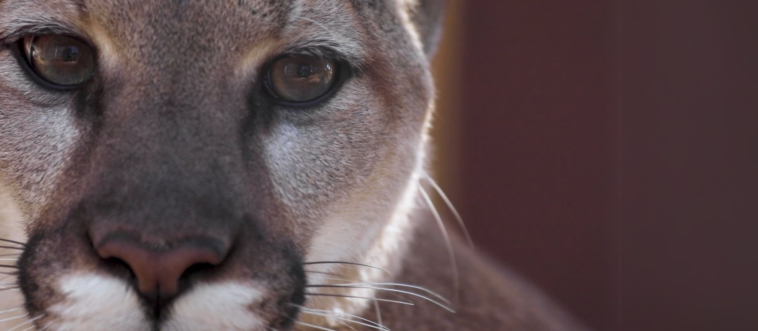 mountain lion_footage by True Wild